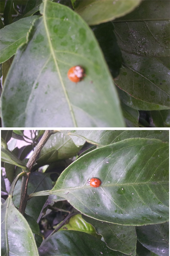 [답변]벌레명 및 방제방법 문의